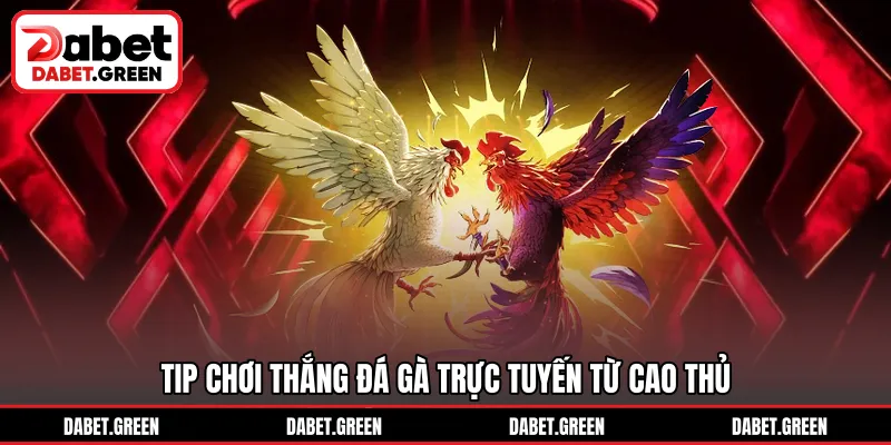 Tip chơi thắng đá gà trực tuyến từ cao thủ